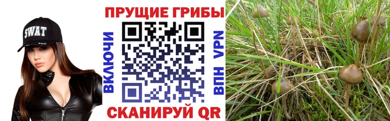 Псилоцибиновые грибы ЛСД  mega ссылка  Камышин 